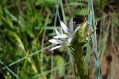 Wahlenbergia huttonii