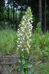 Disa cooperi