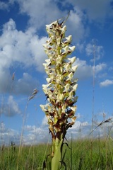 Disa cooperi