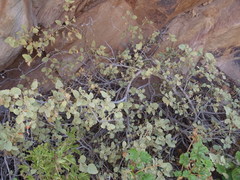 Solanum tomentosum tomentosum
