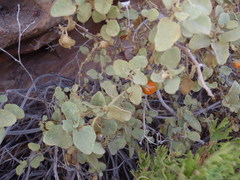 Solanum tomentosum tomentosum