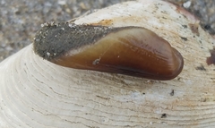 Adula californiensis