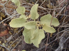 Solanum tomentosum tomentosum