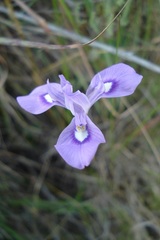 Moraea elliotii