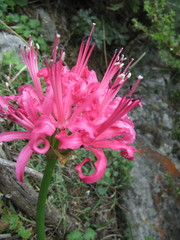 Nerine sarniensis
