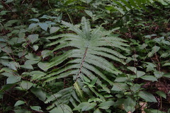 Pentarhizidium orientale
