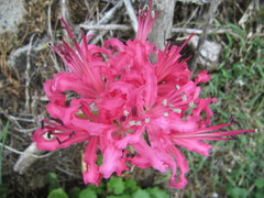 Nerine sarniensis