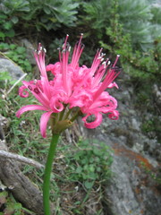 Nerine sarniensis