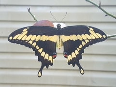 Heraclides cresphontes