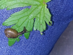Arianta arbustorum