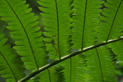 Pentarhizidium orientale