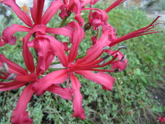 Nerine sarniensis