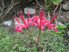 Nerine sarniensis