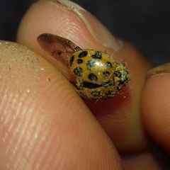 Harmonia axyridis