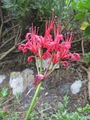 Nerine sarniensis