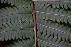 Pentarhizidium orientale