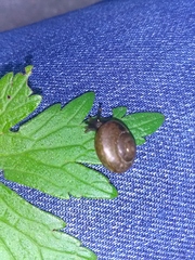 Arianta arbustorum