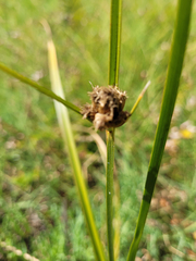 Bolboschoenus maritimus paludosus