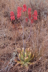 Aloe affinis