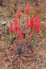 Aloe affinis