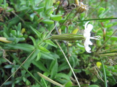 Silene undulata undulata