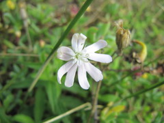 Silene undulata undulata