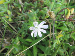 Silene undulata undulata