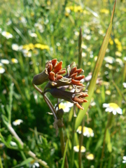 Tulbaghia capensis