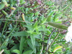 Silene undulata undulata
