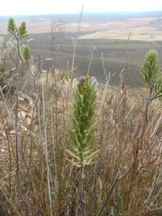 Lobostemon marlothii