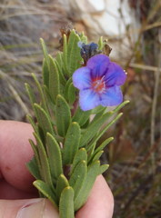 Lobostemon marlothii
