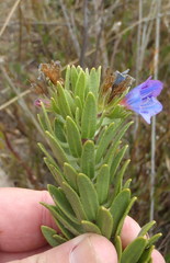 Lobostemon marlothii
