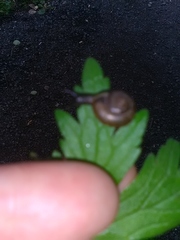 Arianta arbustorum