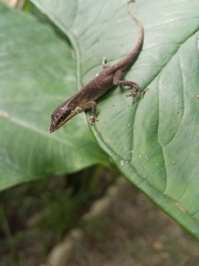 Anolis carolinensis