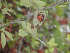 Araneus angulatus