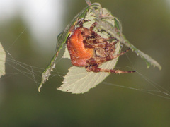 Araneus angulatus