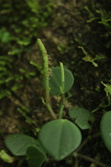 Peperomia serpens