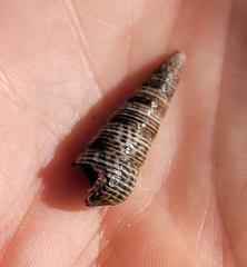Batillaria attramentaria