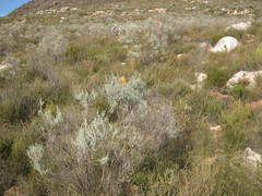 Aspalathus pedunculata