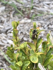 Anthidium oblongatum