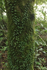 Peperomia serpens