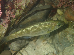 Reef Perch photo 2