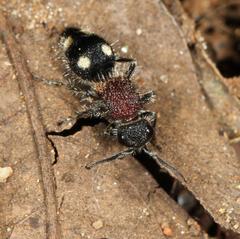 Glossotilla