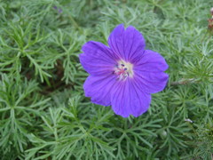 Geranium incanum multifidum