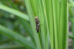Omalotettix obliquus
