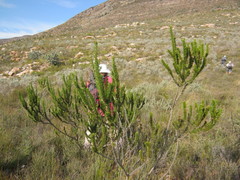 Aspalathus sceptrum-aureum