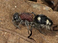 Glossotilla