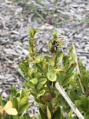 Anthidium oblongatum