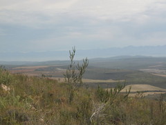 Aspalathus sceptrum-aureum