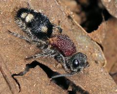 Glossotilla